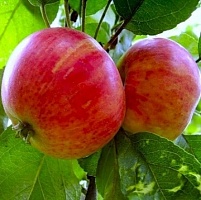 Саженцы яблони Румяный Альпинист Интернет магазин ross-agro.ru