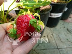 Клубника Альбион 