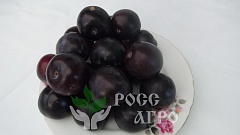 Саженцы сливы Топ Гигант плюс