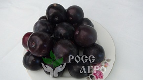 Саженцы сливы Топ Гигант плюс Интернет магазин ross-agro.ru