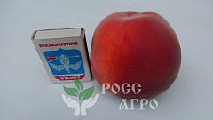 Саженцы персика Эрли Ред