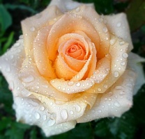 Розы чайно гибридные Клер Океан, саженцы Интернет магазин ross-agro.ru