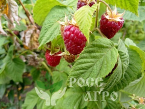 Саженцы малины Арбат Интернет магазин ross-agro.ru