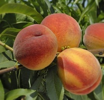 Саженцы персика Вавиловский.