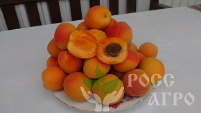 Саженцы абрикоса Олимп Интернет магазин ross-agro.ru