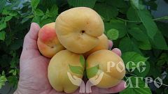 Саженцы абрикоса Ананас цюрюпинский