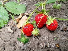 Клубника Роксана Интернет магазин ross-agro.ru
