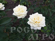 Роза чайно гибридная Анна Мария Интернет магазин ross-agro.ru