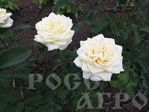 Роза чайно гибридная Анна Мария Интернет магазин ross-agro.ru