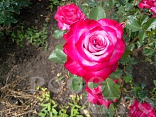 Роза чайно гибридная Муди Блю Moody Blue Интернет магазин ross-agro.ru