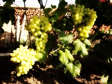 Саженцы винограда Лора Интернет магазин ross-agro.ru