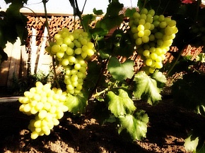 Саженцы винограда Лора Интернет магазин ross-agro.ru