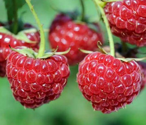 Малина Зева ремонтантная Интернет магазин ross-agro.ru Малина Зева ремонтантная Интернет магазин ross-agro.ru