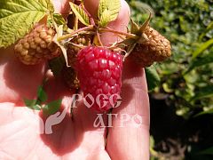 Саженцы малины Херитейдж ремонтантная