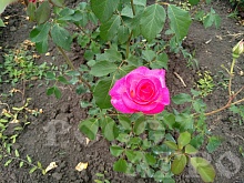 Роза чайно-гибридная Верди, саженцы. Интернет магазин ross-agro.ru