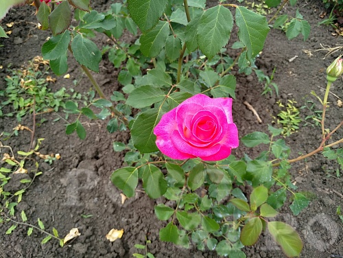 Роза чайно-гибридная Верди, саженцы. Интернет магазин ross-agro.ru