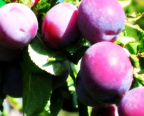 Саженцы сливы Тулеу Грас Интернет магазин ross-agro.ru