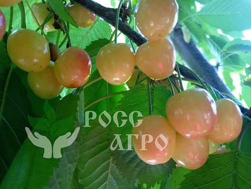 Саженцы черешни Дрогана желтая Интернет магазин ross-agro.ru
