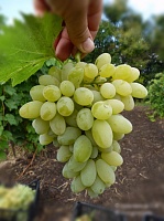 Саженцы винограда кишмишного Нептун. Интернет магазин ross-agro.ru