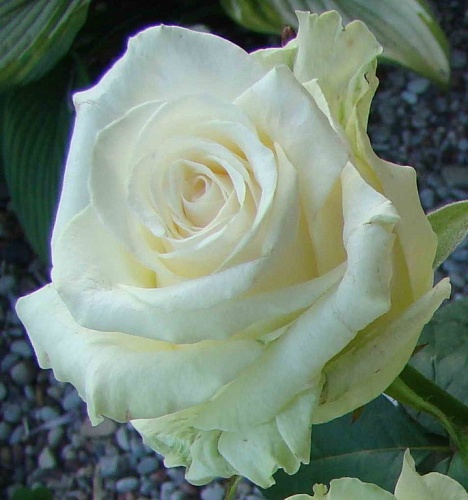 Роза чайно гибридная Доломите Интернет магазин ross-agro.ru