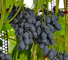 Саженцы винограда Блек Гранд канадский Интернет магазин ross-agro.ru