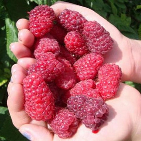 Малина Краса России Интернет магазин ross-agro.ru