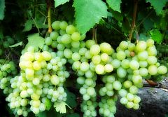 Саженцы винограда Кеша-1
