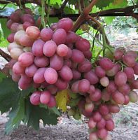 Саженцы винограда Рубиновый юбилей