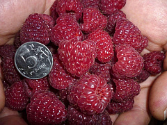 Малина Джоан Джей