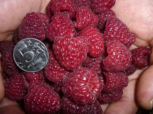 Малина Джоан Джей Интернет магазин ross-agro.ru Малина Джоан Джей Интернет магазин ross-agro.ru