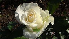 Роза чайно гибридная Мондиаль