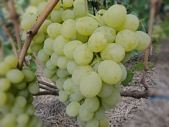 Саженцы винограда Антоний Великий