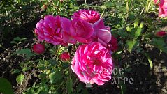 Кустовая роза малиновая