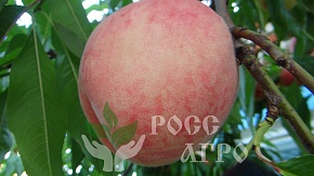 Саженцы персика Посол мира Интернет магазин ross-agro.ru