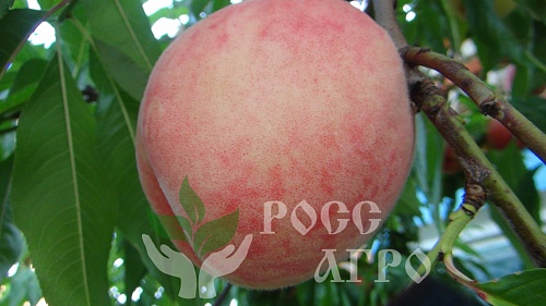 Саженцы персика Посол мира Интернет магазин ross-agro.ru
