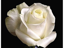 Роза чайно гибридная Проуд Интернет магазин ross-agro.ru