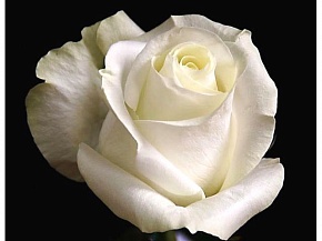 Роза чайно гибридная Проуд Интернет магазин ross-agro.ru