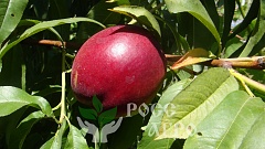 Саженцы персика Старк Сангло (сорт нектаринов)