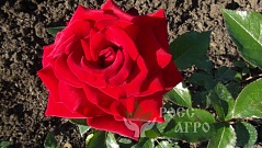 Роза чайно гибридная Гранд Амур