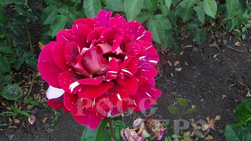 Роза чайно гибридная Абракадабра Интернет магазин ross-agro.ru