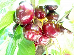 Саженцы черешни Сильвия колонновидная Интернет магазин ross-agro.ru