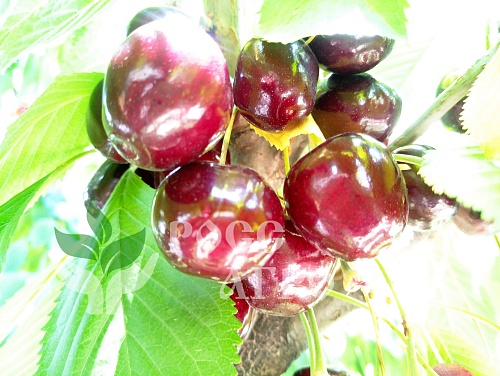 Саженцы черешни Сильвия колонновидная Интернет магазин ross-agro.ru