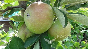 Саженцы колонновидной яблони Трайдент Интернет магазин ross-agro.ru