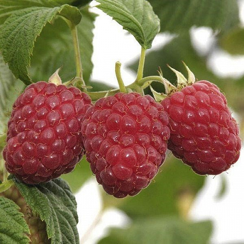 Малина Глен Файн Интернет магазин ross-agro.ru Малина Глен Файн Интернет магазин ross-agro.ru