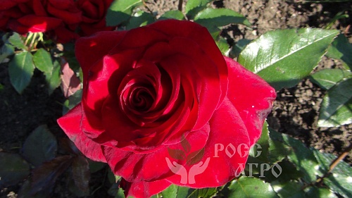 Роза чайно-гибридная Черный принц (Black Prince) Интернет магазин ross-agro.ru