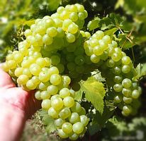 Саженцы винограда Кишмиш белый