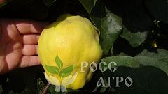 Саженцы айвы Крымская ароматная