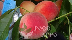 Саженцы персика Редхейвен